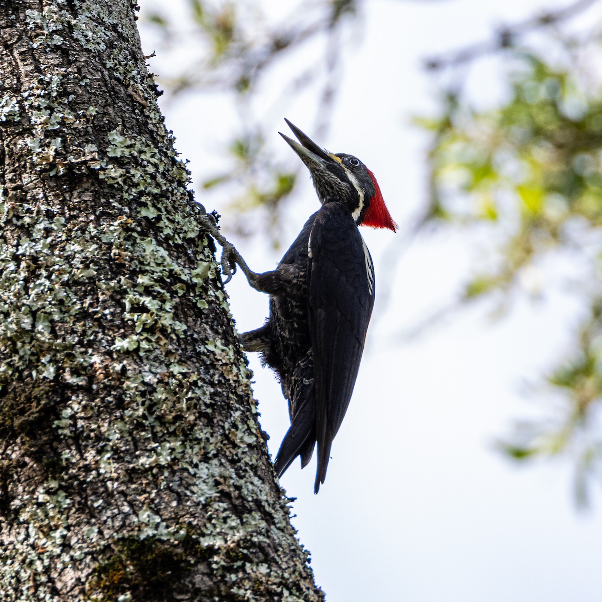 Black-bodied Woodpecker - ML633503826