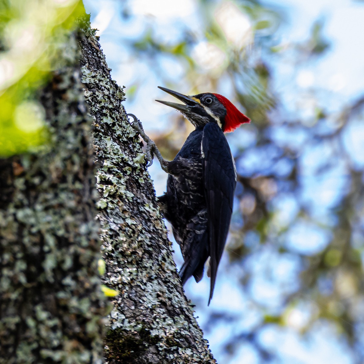 Black-bodied Woodpecker - ML633503827