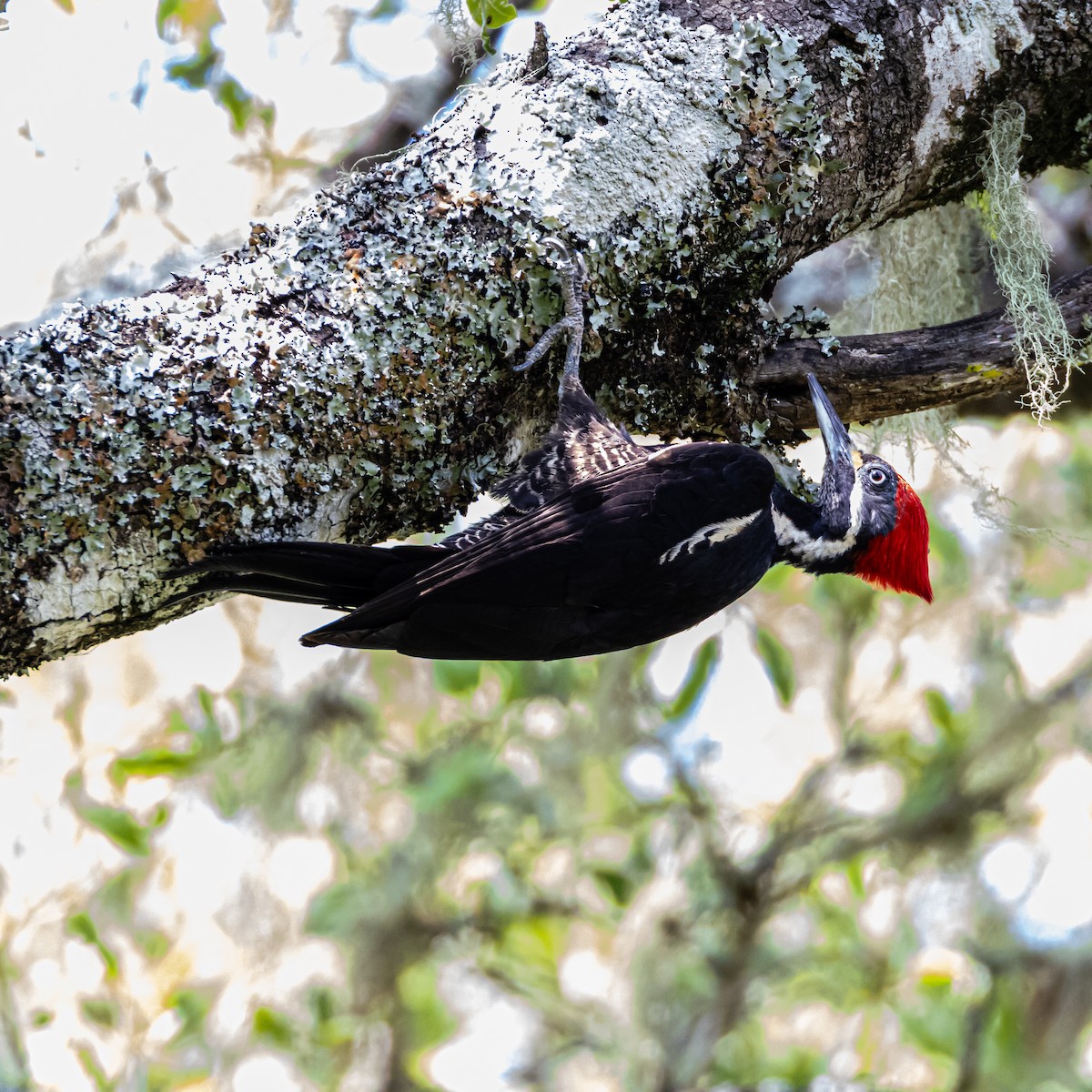 Black-bodied Woodpecker - ML633503828