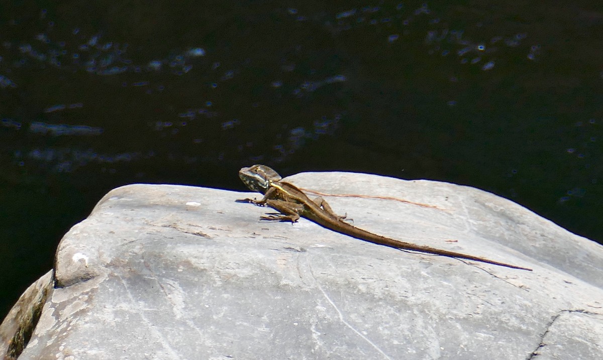 Brown Basilisk - ML633503888