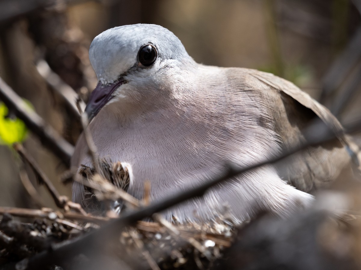 Emerald-spotted Wood-Dove - ML633503889