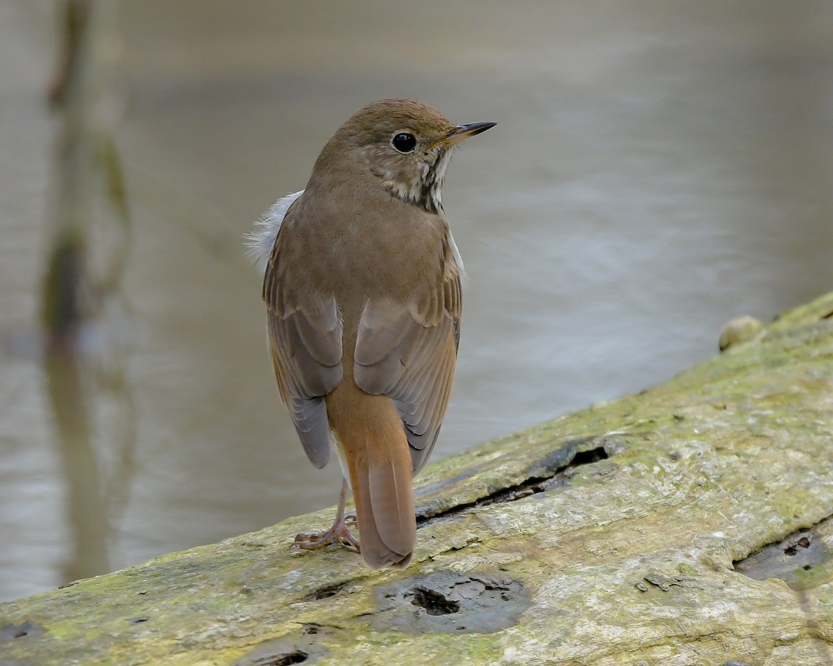 Einsiedler-Musendrossel - ML633503894