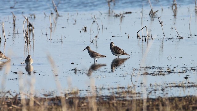 Pectoral Sandpiper - ML633504005