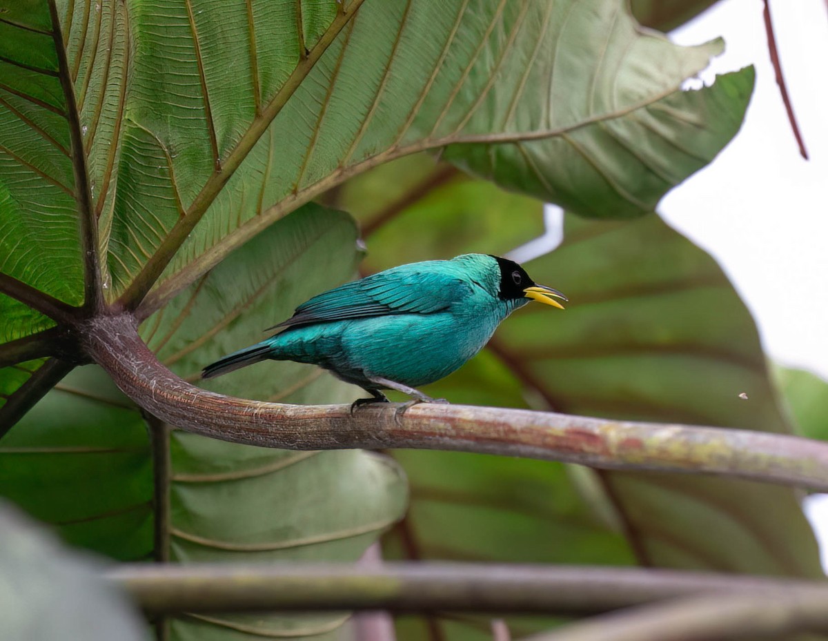Green Honeycreeper - ML633504025