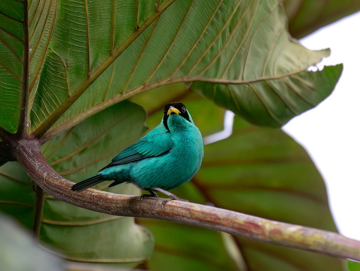 Green Honeycreeper - ML633504026