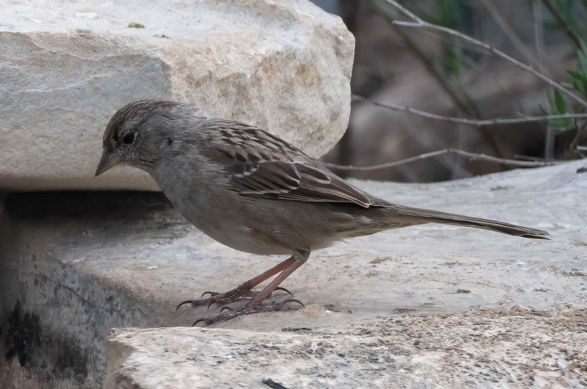 Golden-crowned Sparrow - ML633504031