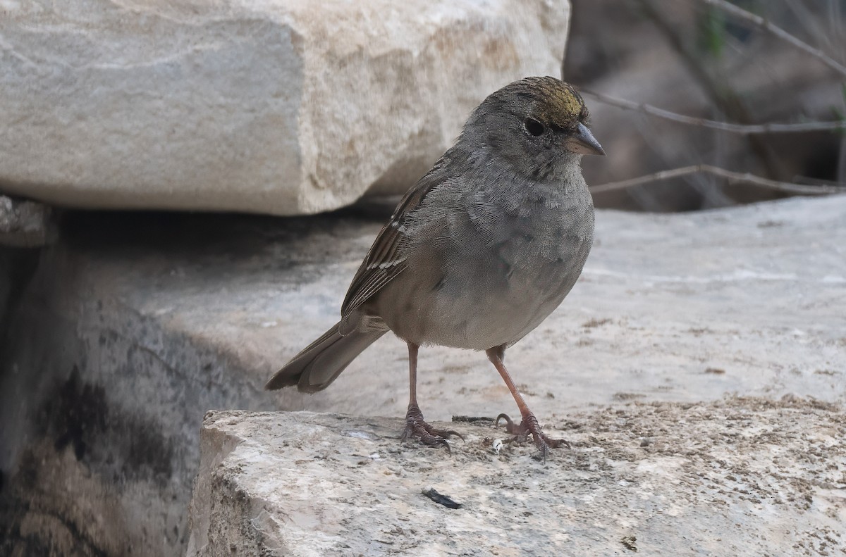 Golden-crowned Sparrow - ML633504032