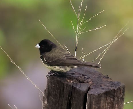 Yellow-bellied Seedeater - ML633504043