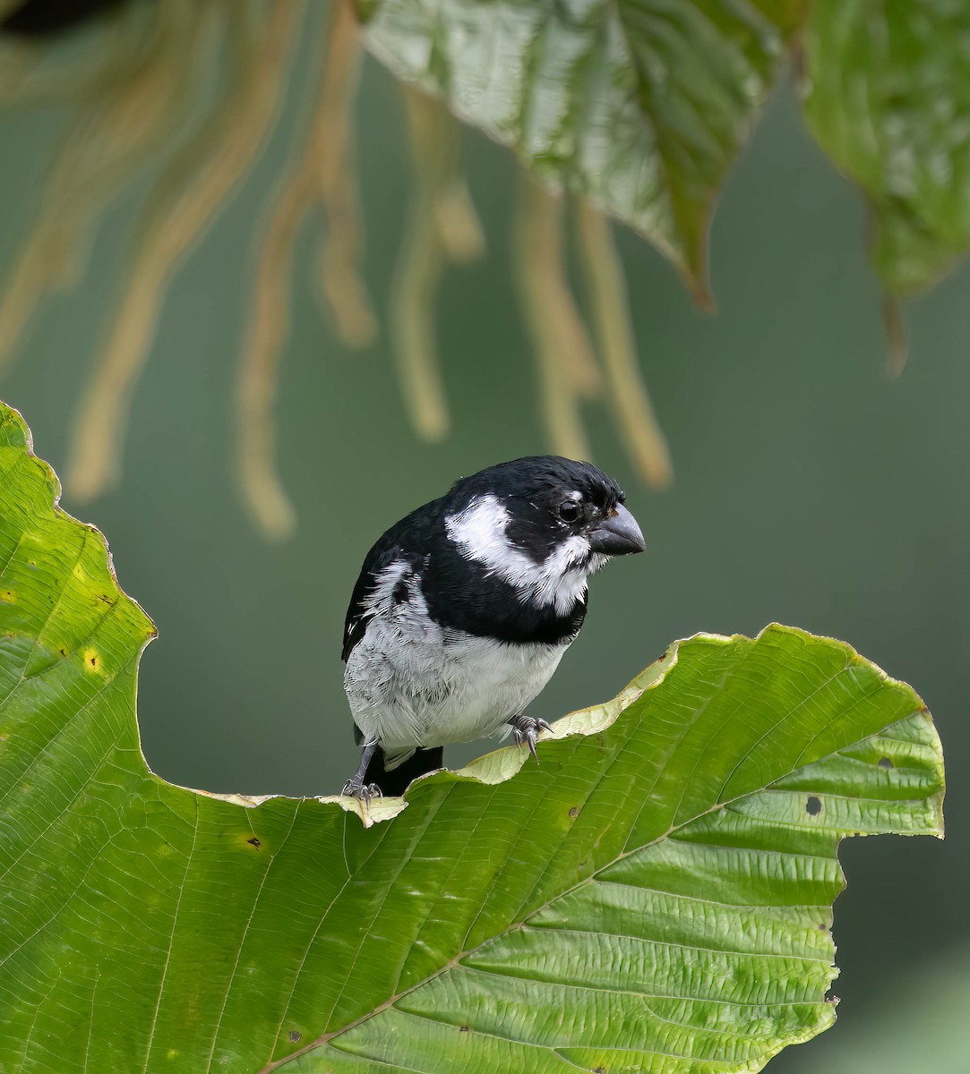 Variable Seedeater - ML633504062