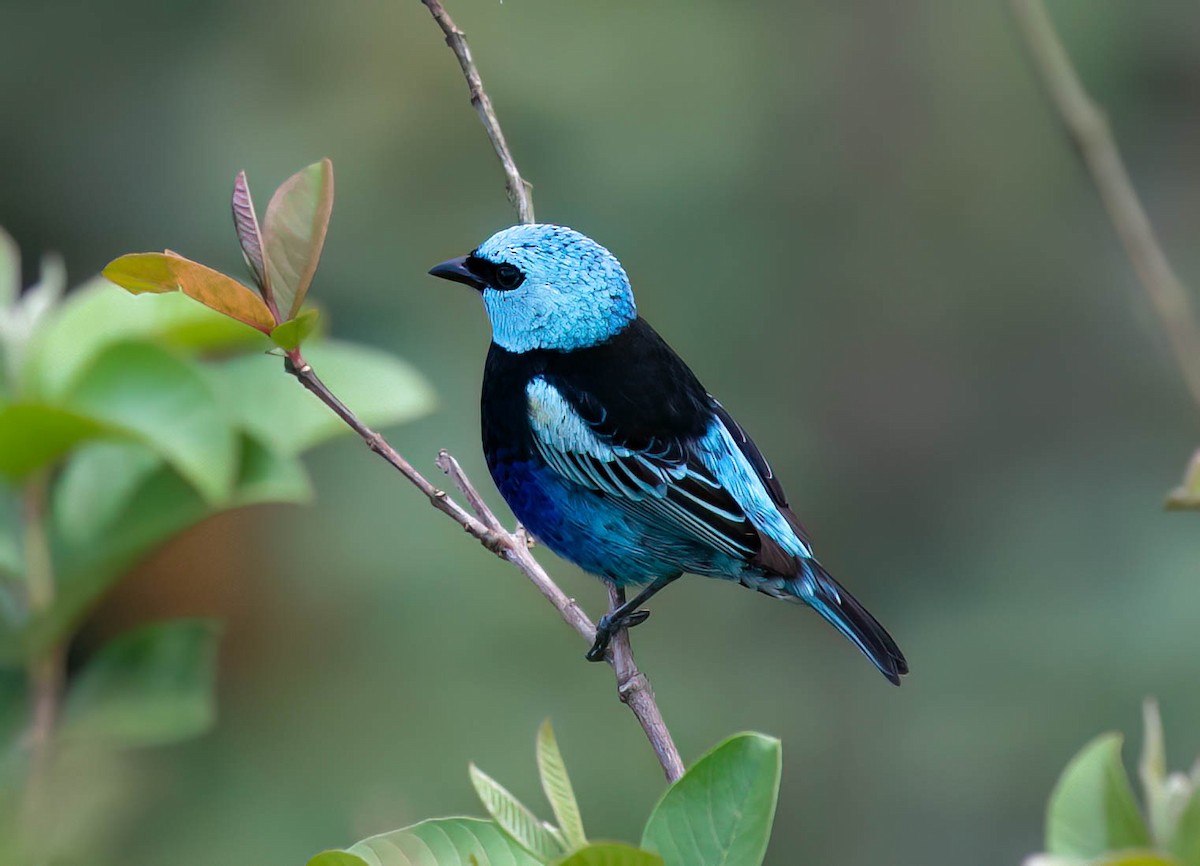 Blue-necked Tanager - ML633504131
