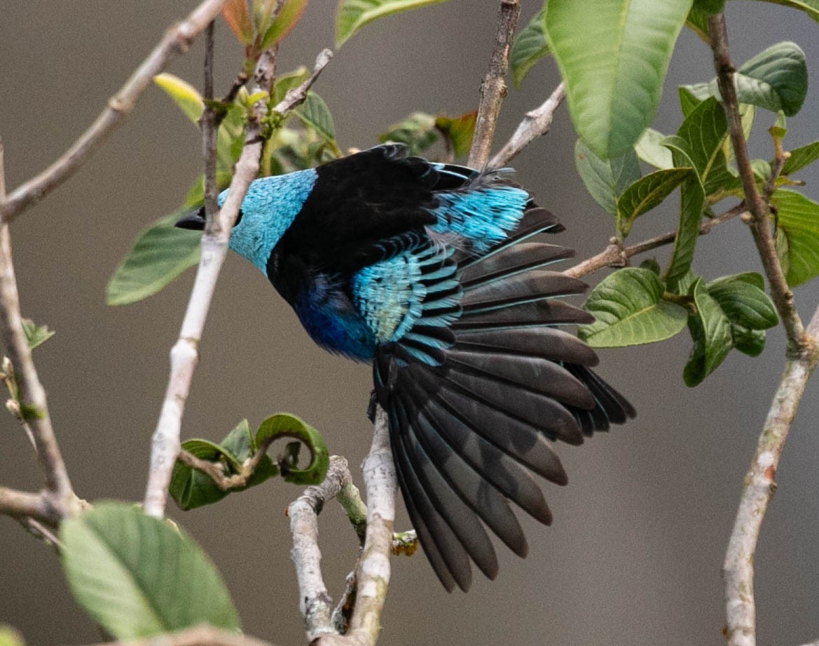Blue-necked Tanager - ML633504132