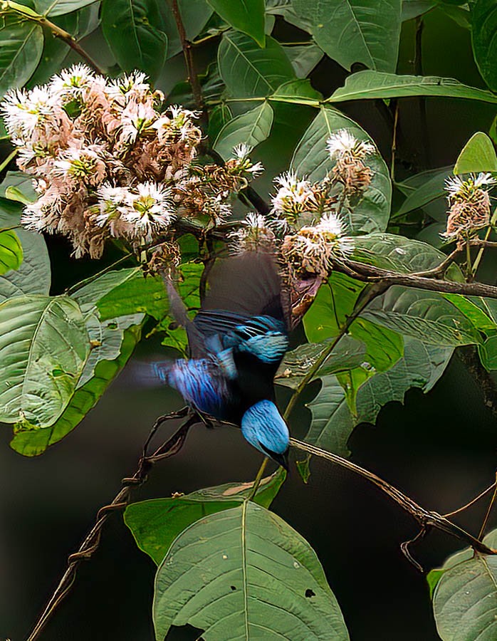 Blue-necked Tanager - ML633504133
