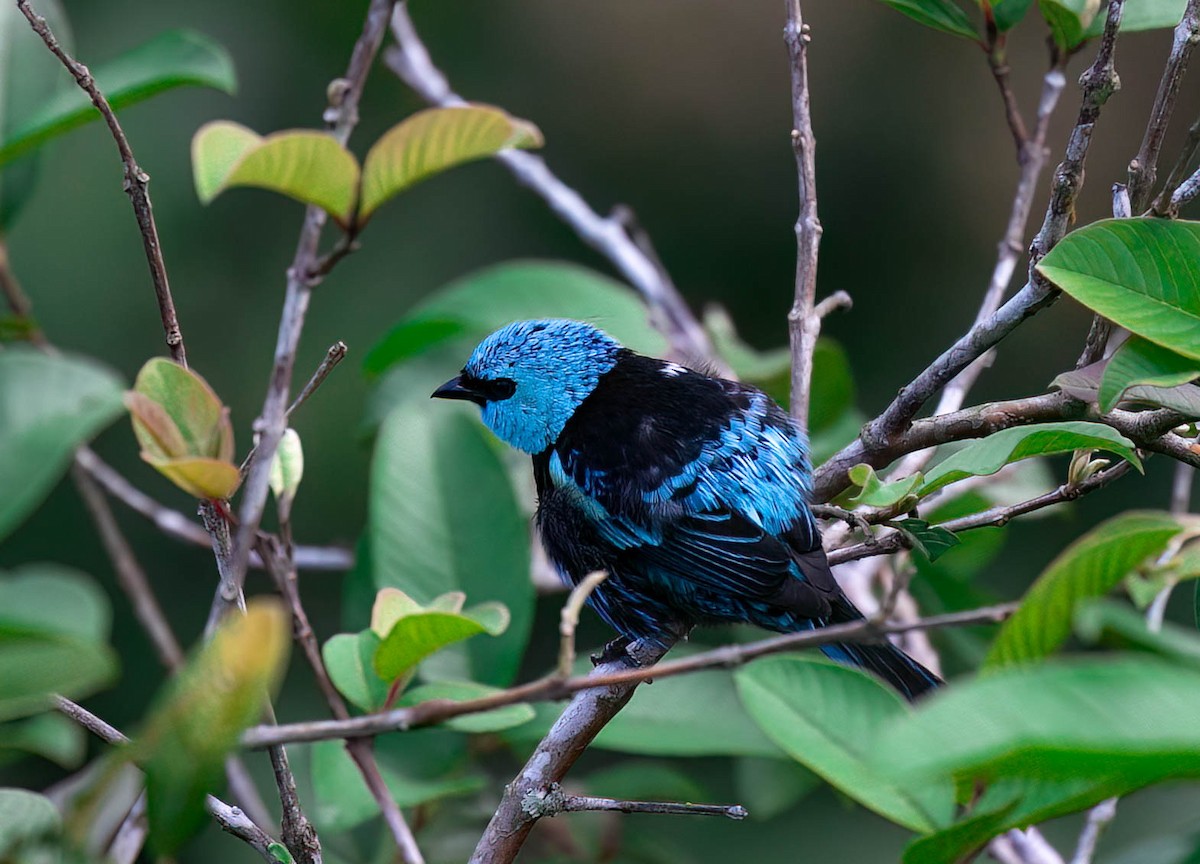 Blue-necked Tanager - ML633504134