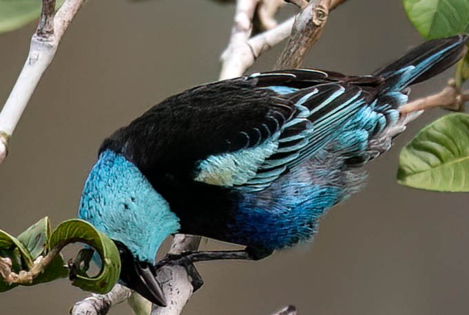 Blue-necked Tanager - ML633504135
