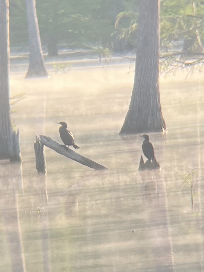 Double-crested Cormorant - ML633504142