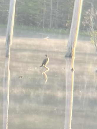 Anhinga - ML633504159