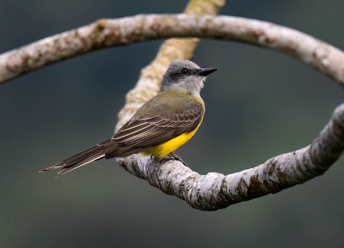 Tropical Kingbird - ML633504162