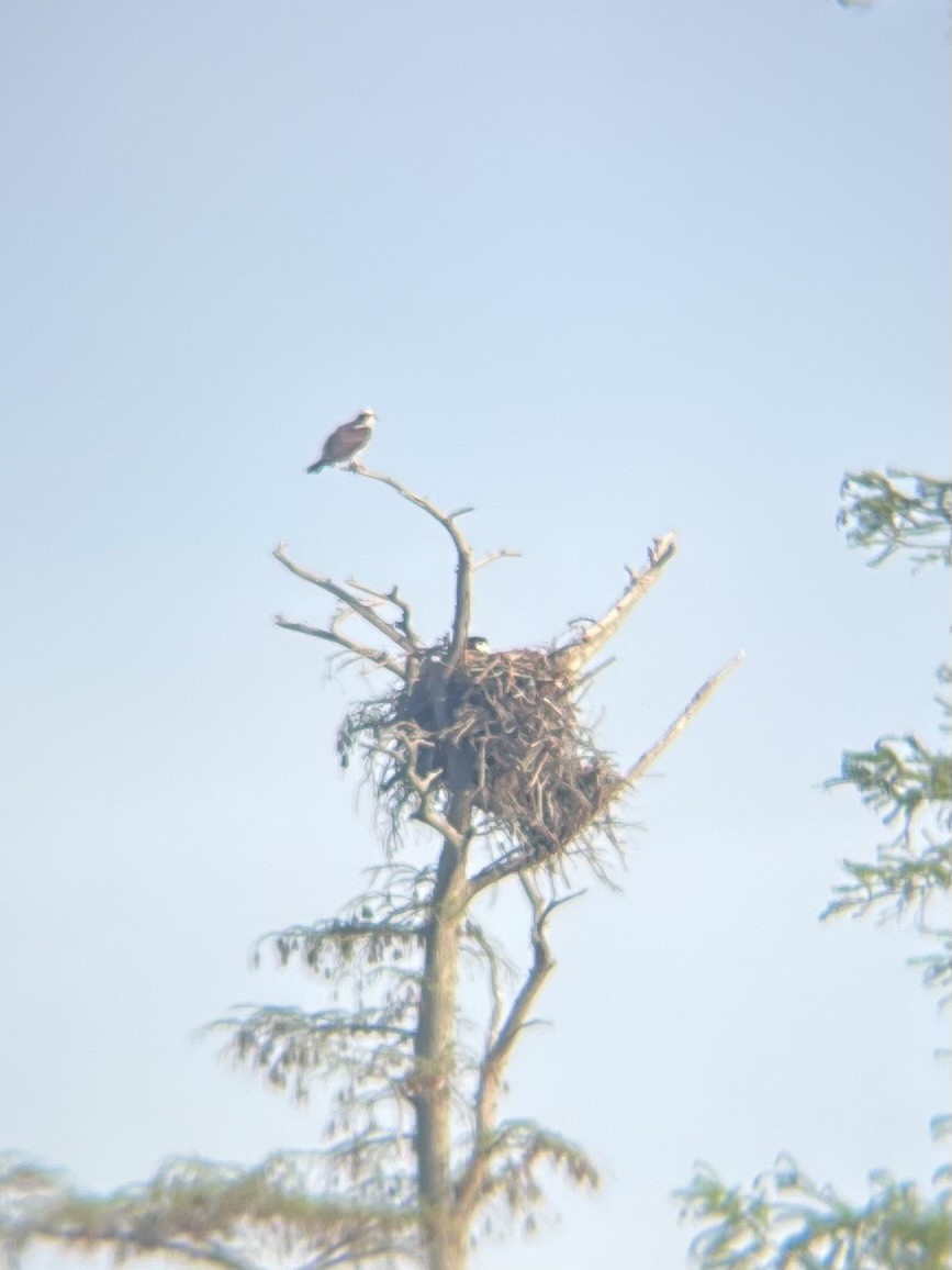 Osprey - ML633504190