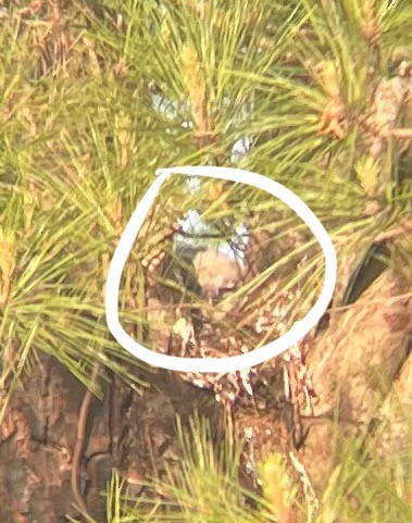 Great Horned Owl - ML633504213