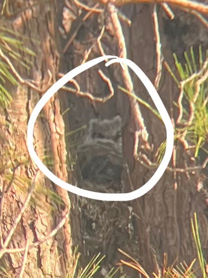 Great Horned Owl - ML633504223