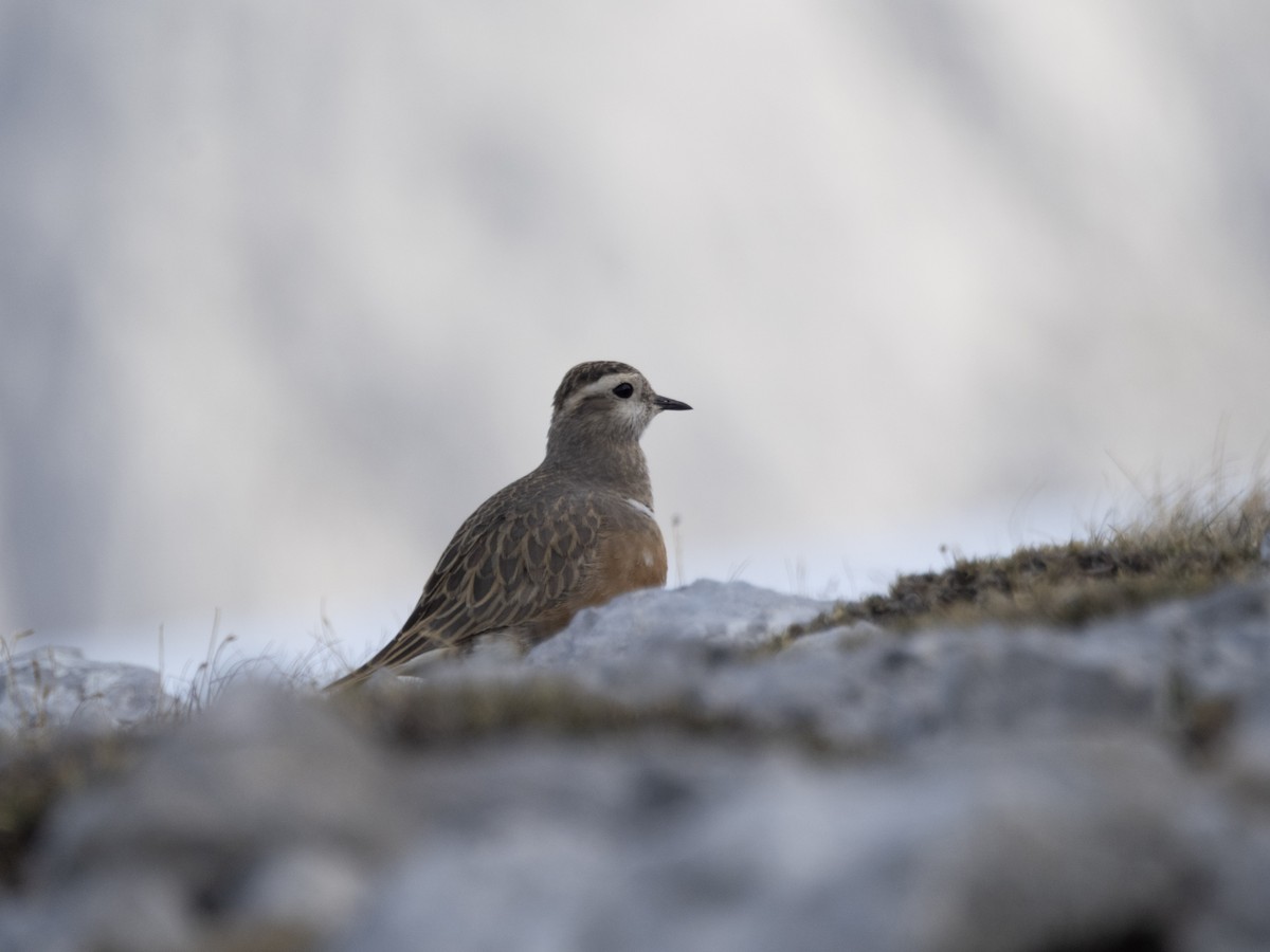 kulík hnědý - ML633504254