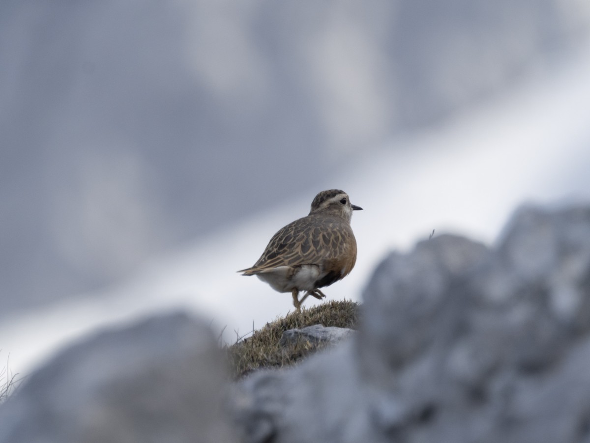 kulík hnědý - ML633504255