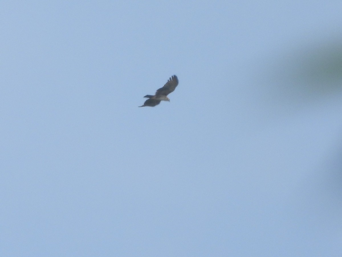 Black-and-chestnut Eagle - ML633504257
