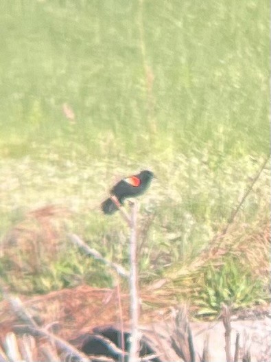 Red-winged Blackbird - ML633504260
