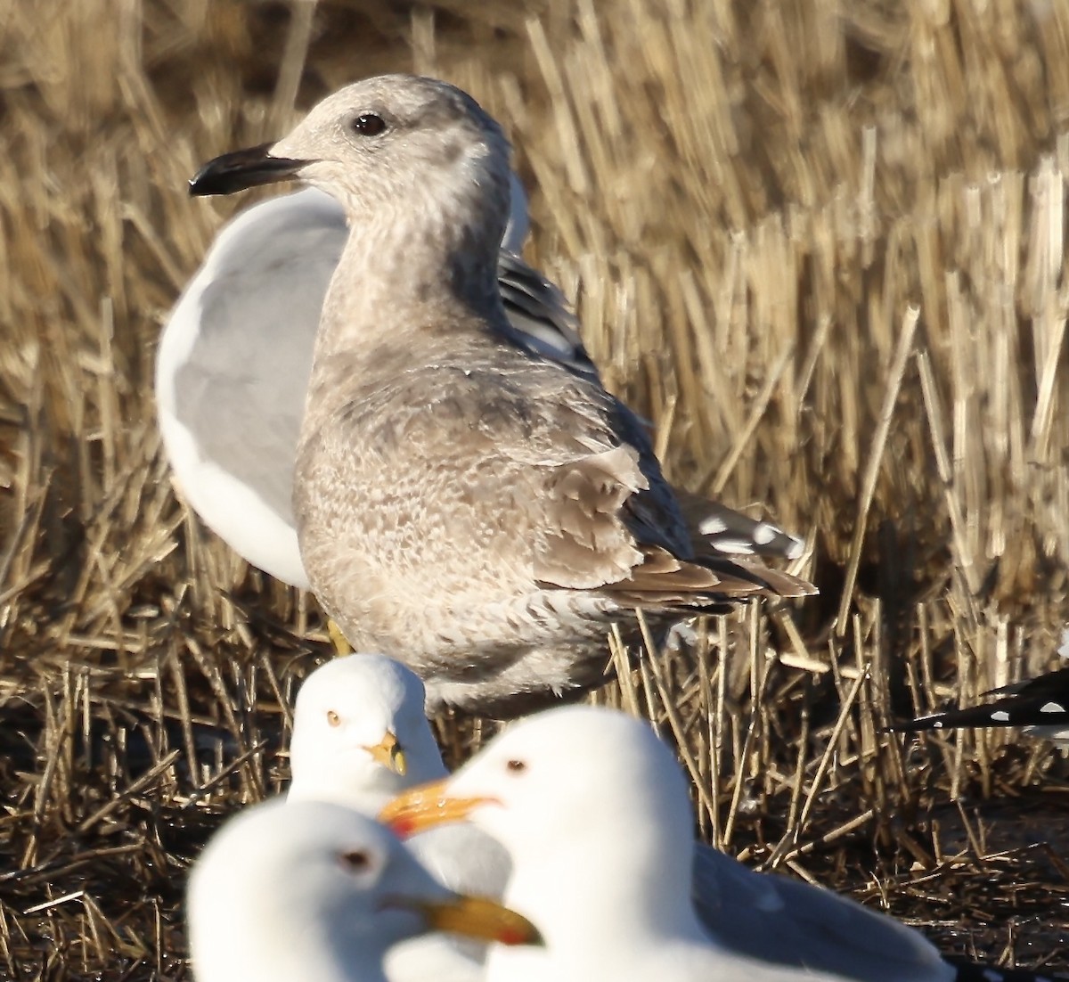 Iceland Gull - ML633504300