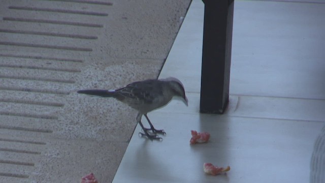 マミジロマネシツグミ - ML633504305