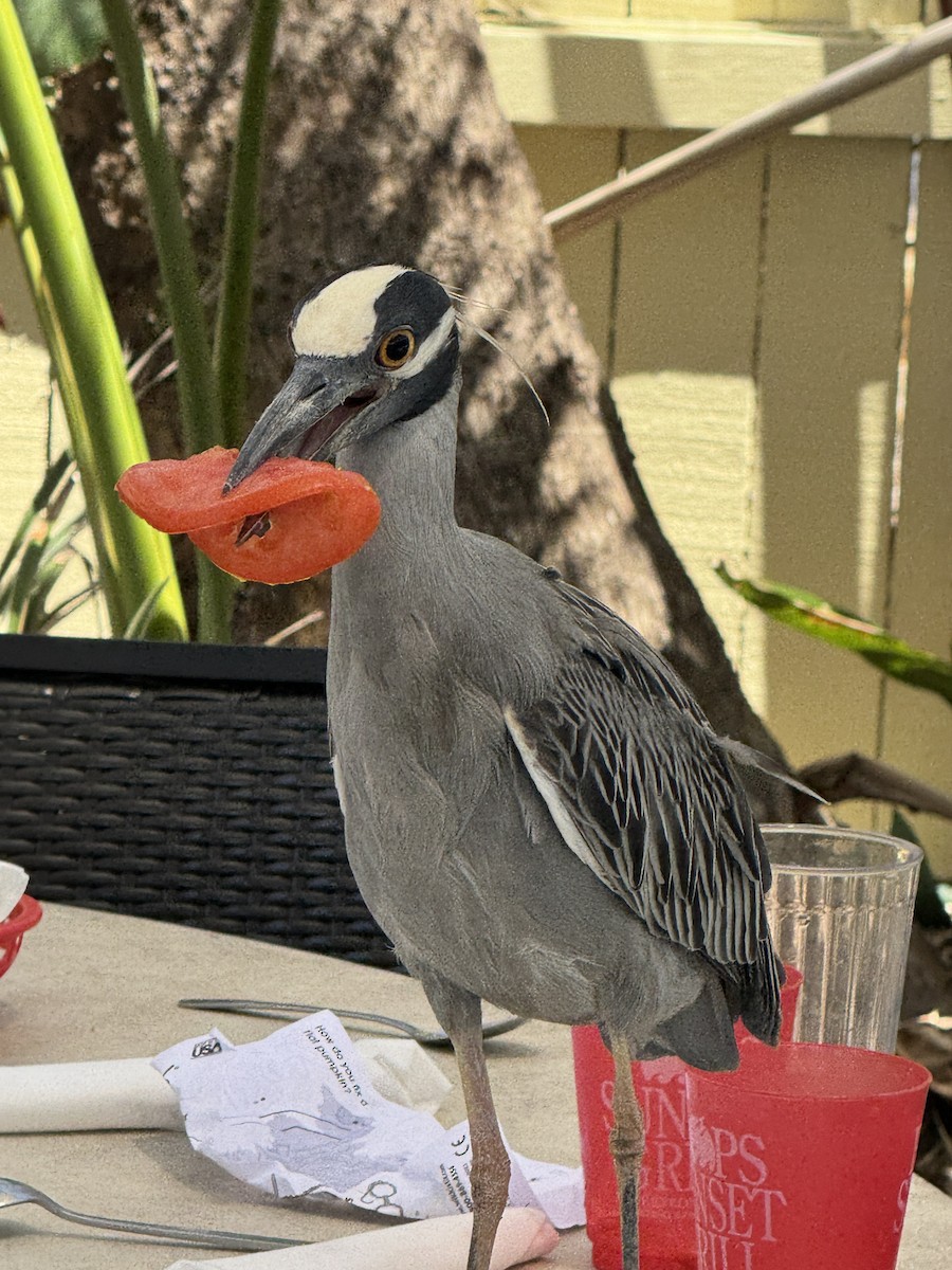 Yellow-crowned Night Heron - ML633504364