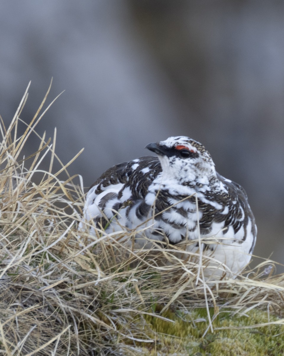 bělokur horský - ML633504431