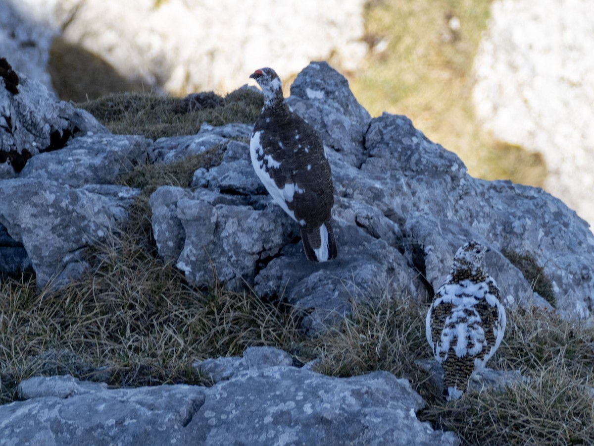 bělokur horský - ML633504432