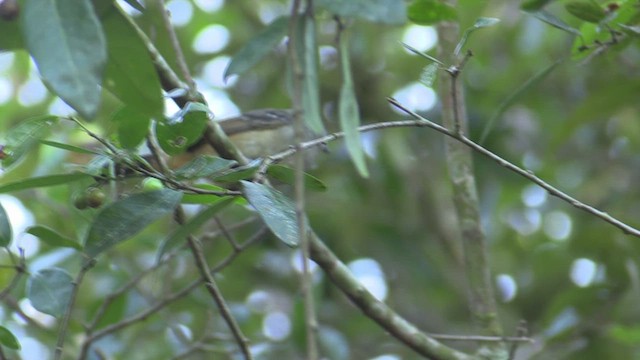 Variable Antshrike - ML633504557
