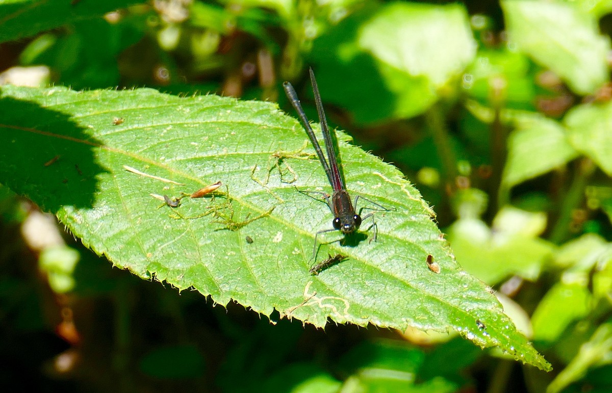 Insects - ML633504567