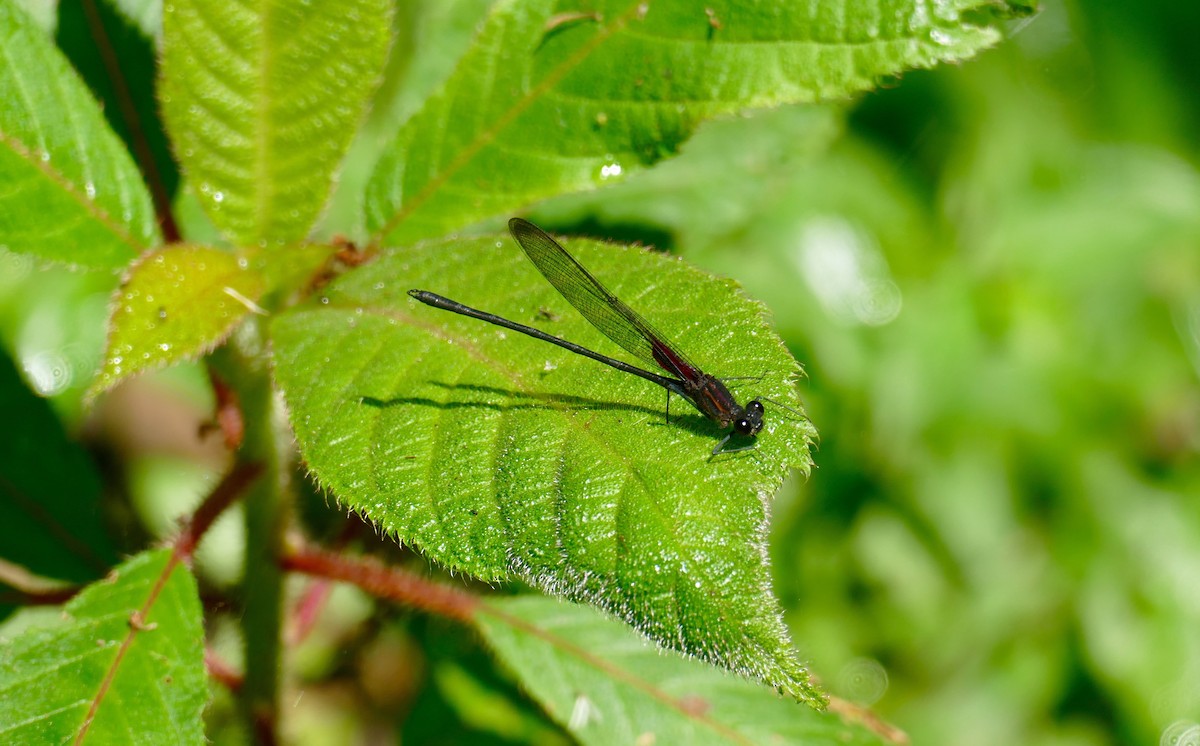 Insects - ML633504571