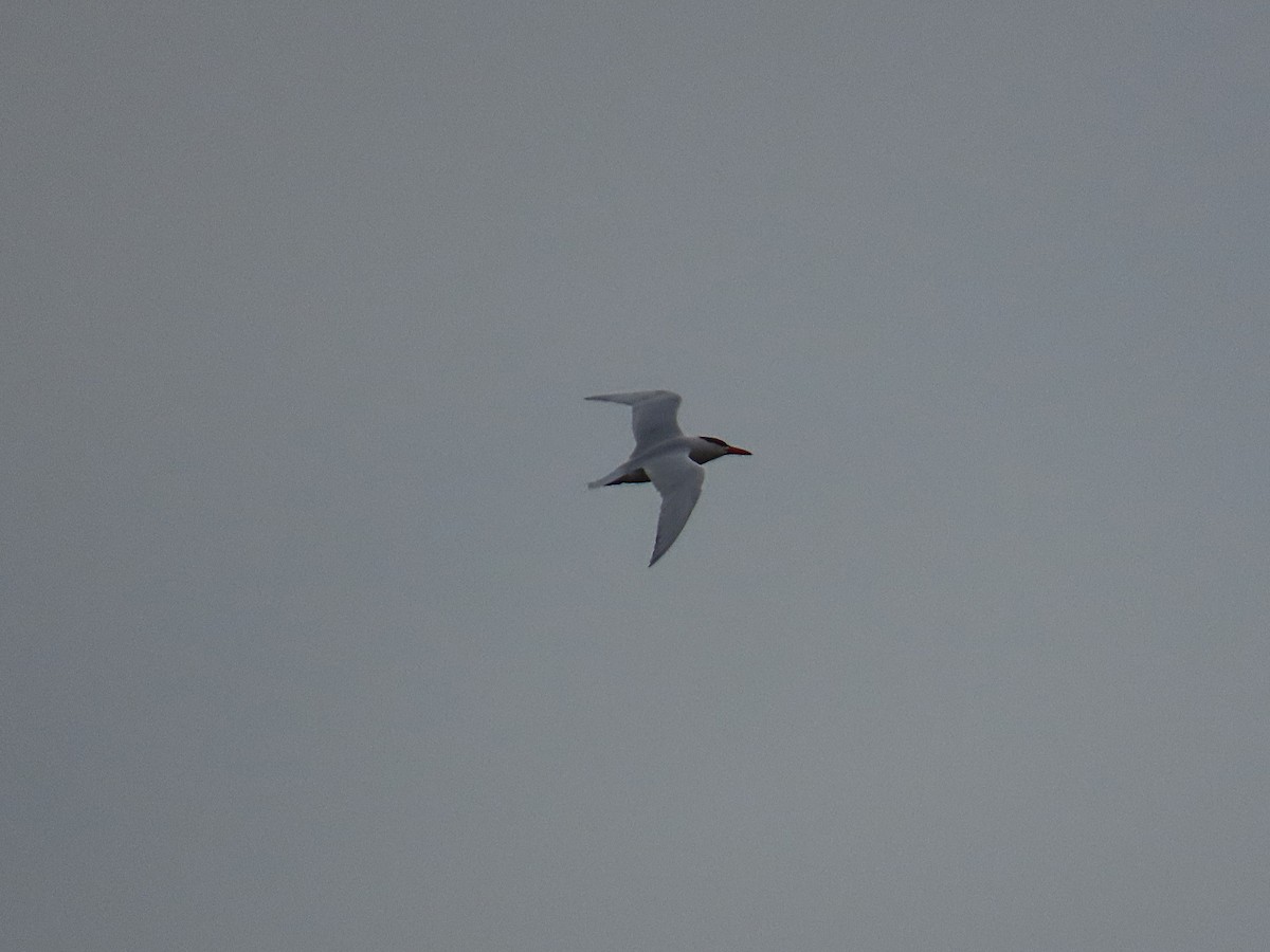Caspian Tern - ML633504609