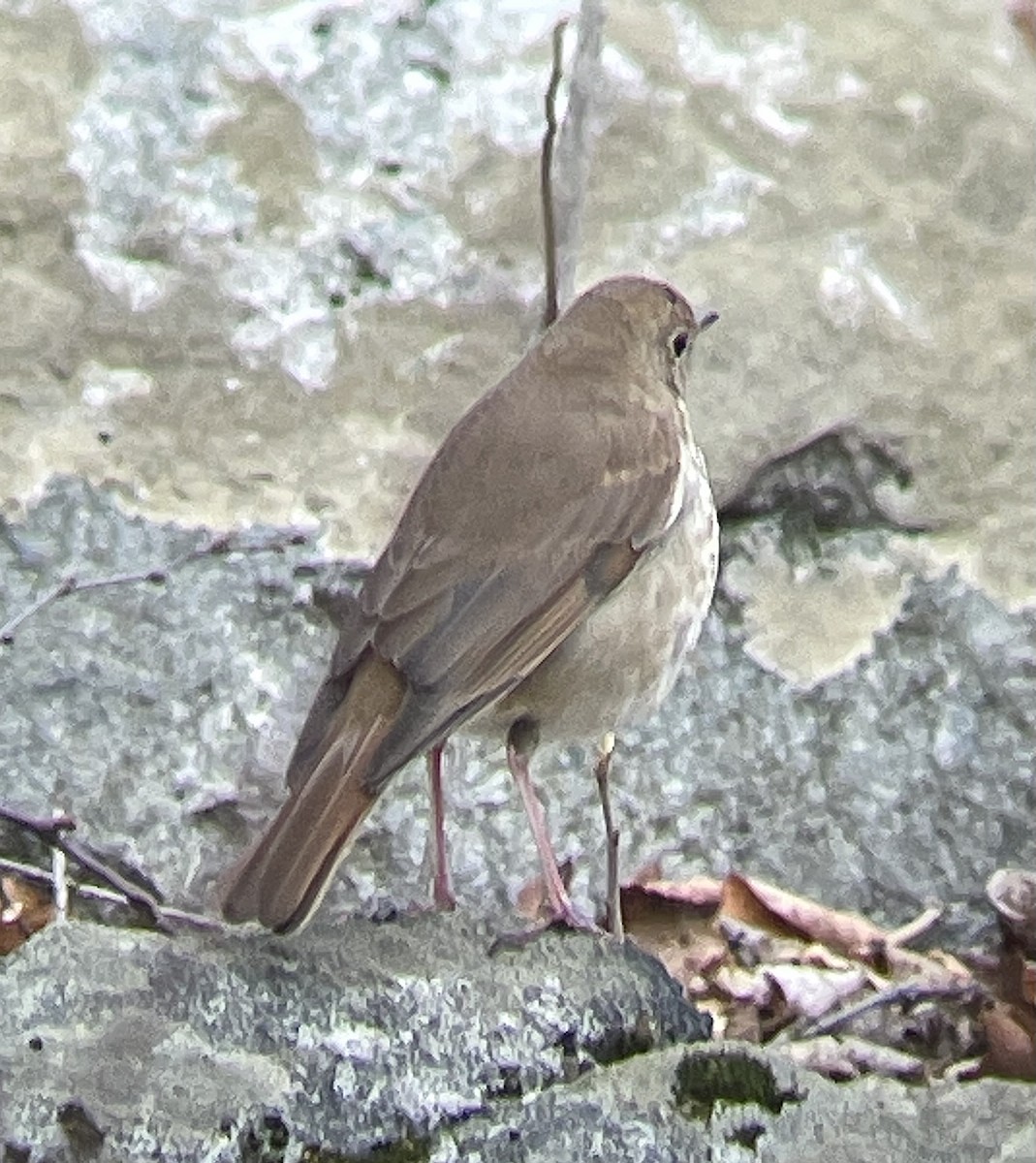 Hermit Thrush - ML633504735