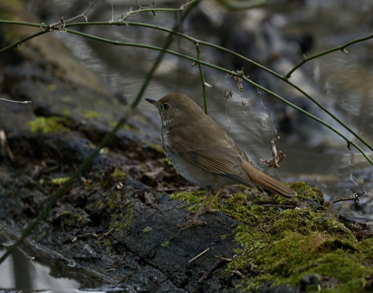 Einsiedler-Musendrossel - ML633504987