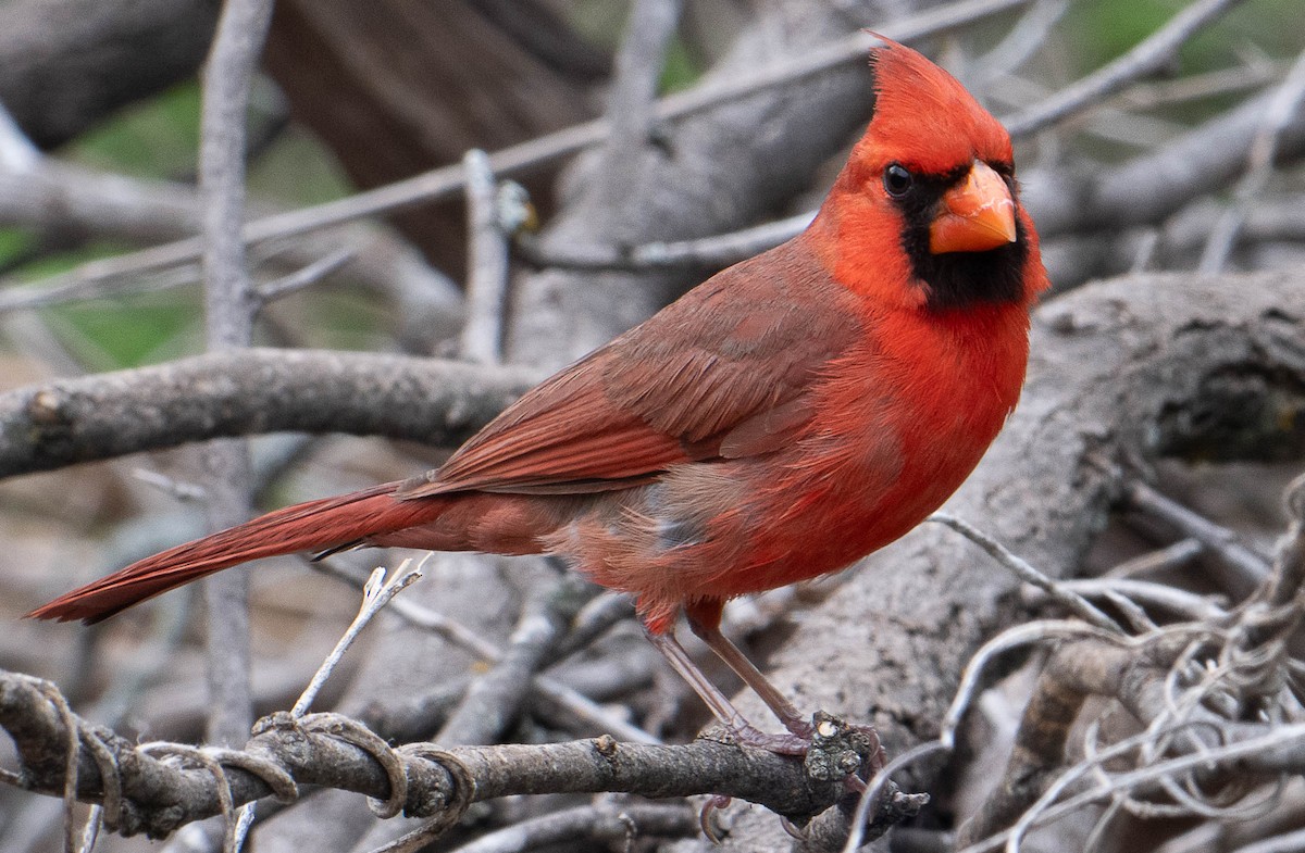 Northern Cardinal - ML633505019