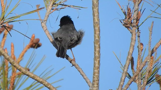 Sardinian Warbler - ML633505085