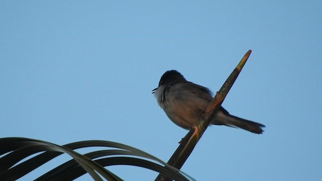Sardinian Warbler - ML633505087