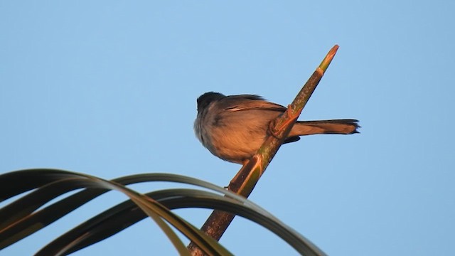 Sardinian Warbler - ML633505088