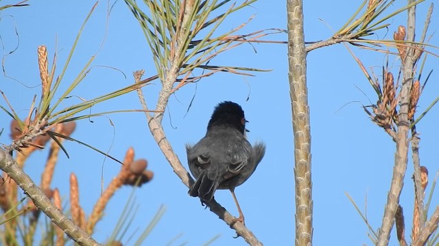 Sardinian Warbler - ML633505092