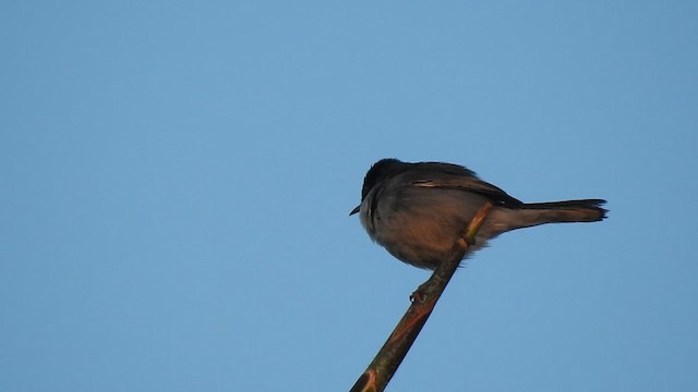 Sardinian Warbler - ML633505093