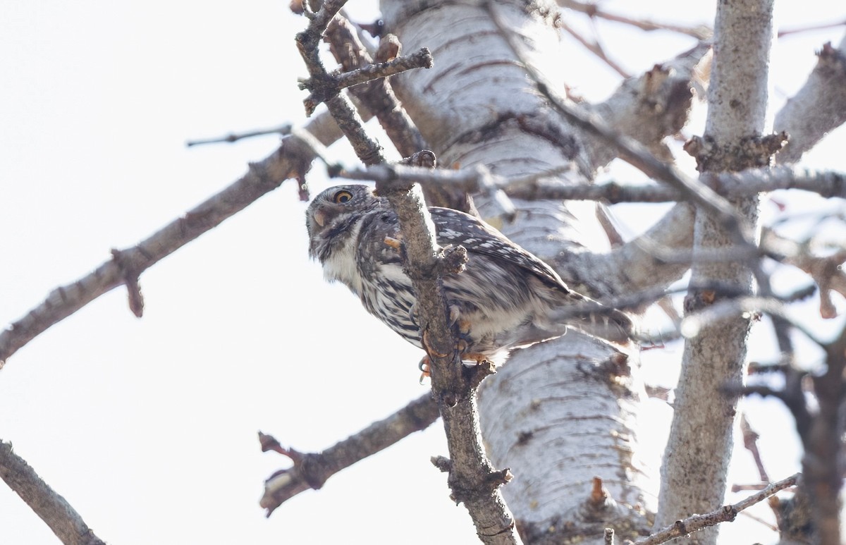 Northern Pygmy-Owl - ML633505221