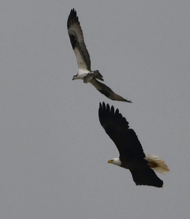 Bald Eagle - ML633505222