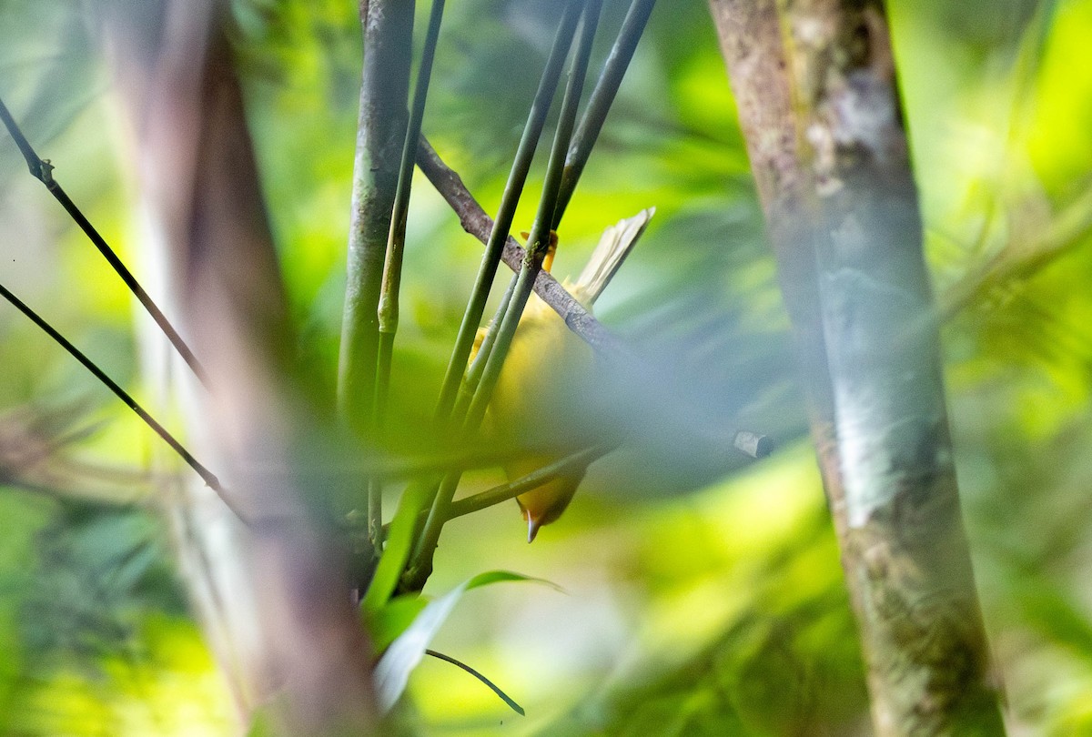 Golden Babbler - ML633505251