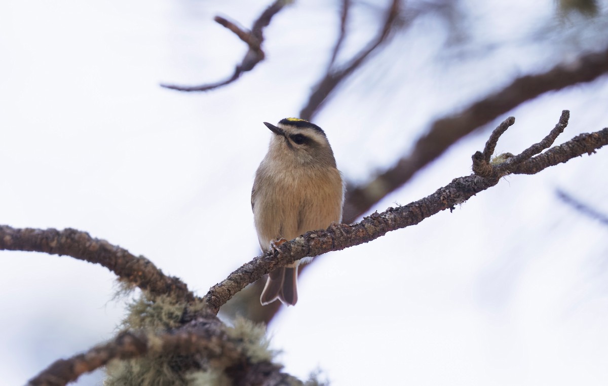 Golden-crowned Kinglet - ML633505256