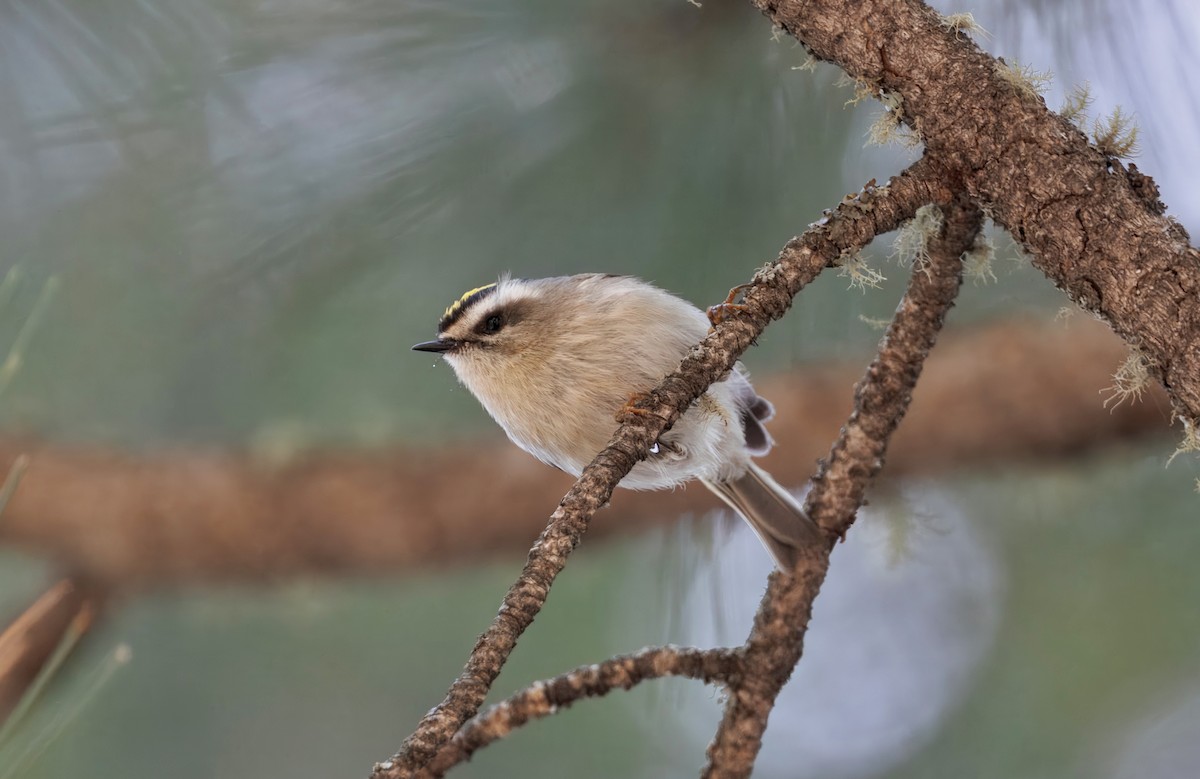 Golden-crowned Kinglet - ML633505257
